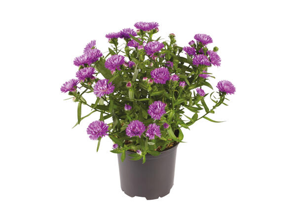 Asters