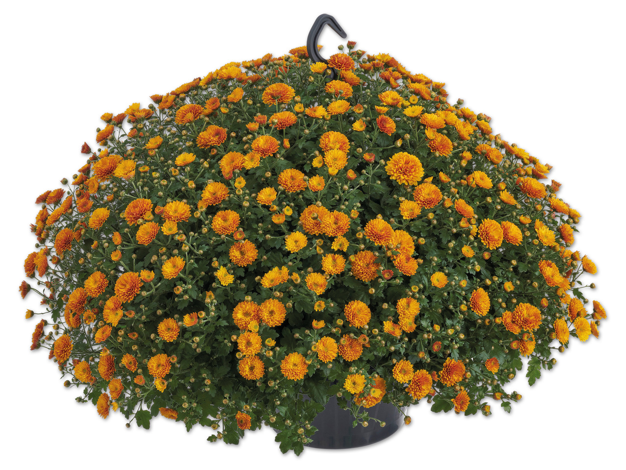 Chrysanthemen-Ampel