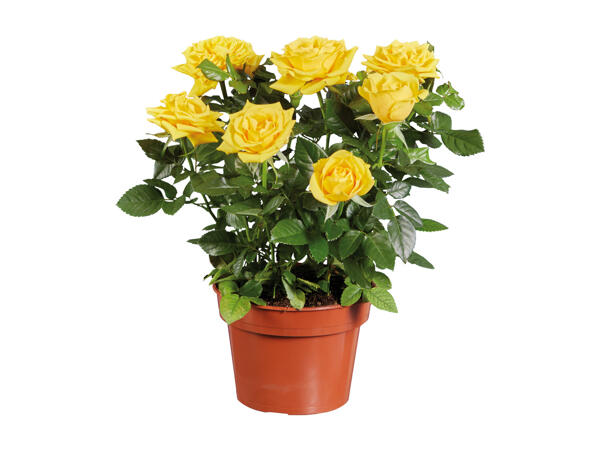 Rose in Pot