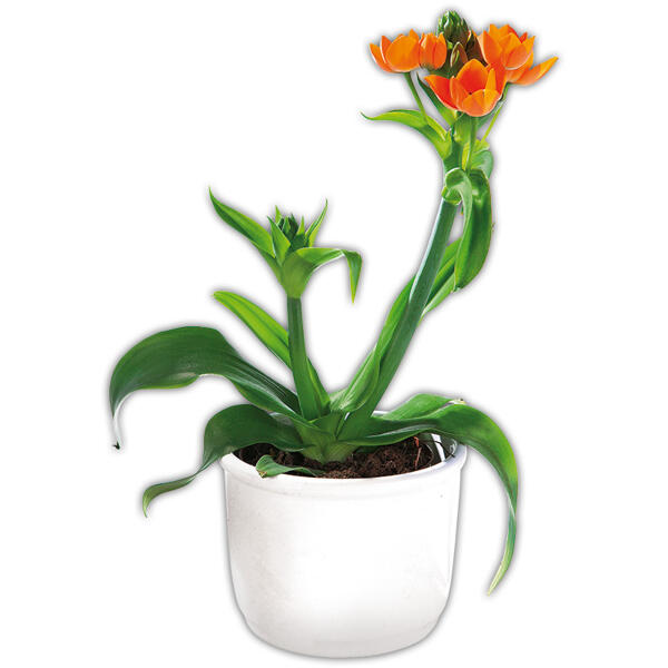 Milchstern "Ornithogalum"