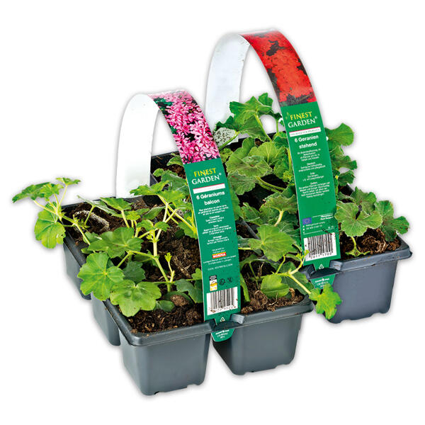 Geranien / Fuchsien