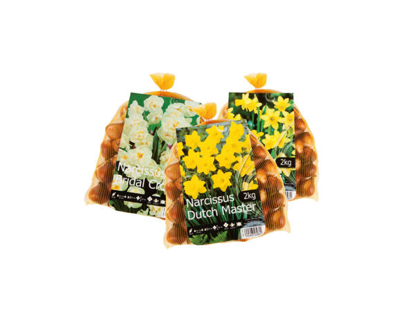 Narcisslökar