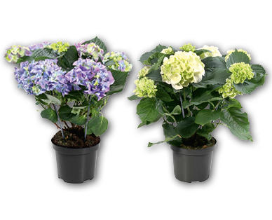 Hortensia de jardin