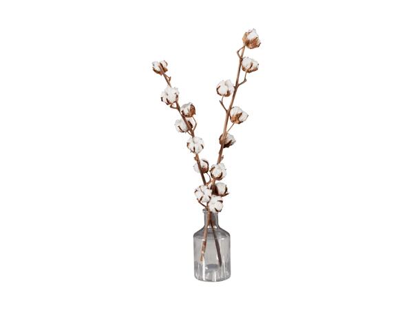 Branche de coton