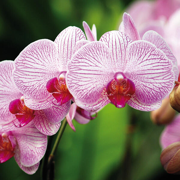 Orchidee Phalaenopsis