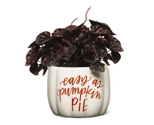 Harvest Fest Houseplant