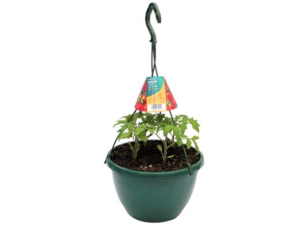 Tomato Hanging Basket