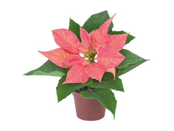 Mini Poinsettia