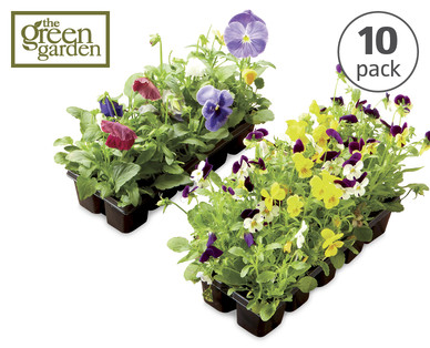 Autumn Bedding Plants