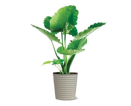 10" Foliage Assorted Varieties