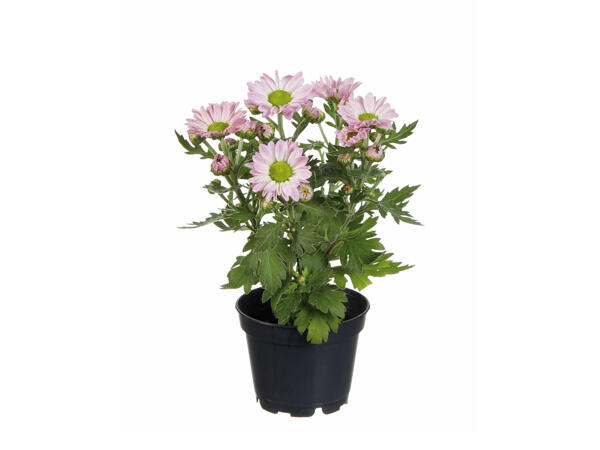 Mini Chrysanthemum