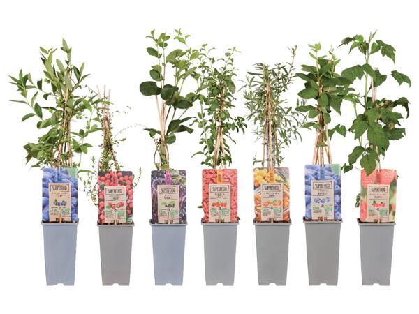 Fruit Plants