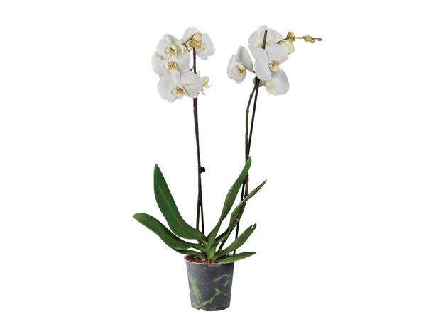 Phalaenopsis, 2 stems