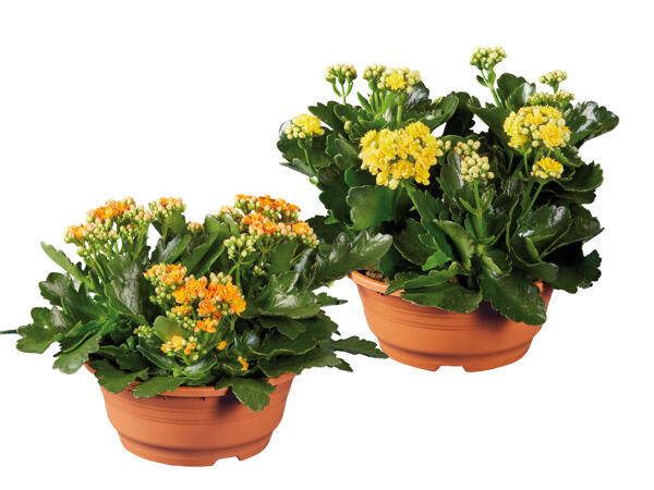 Kalanchoe