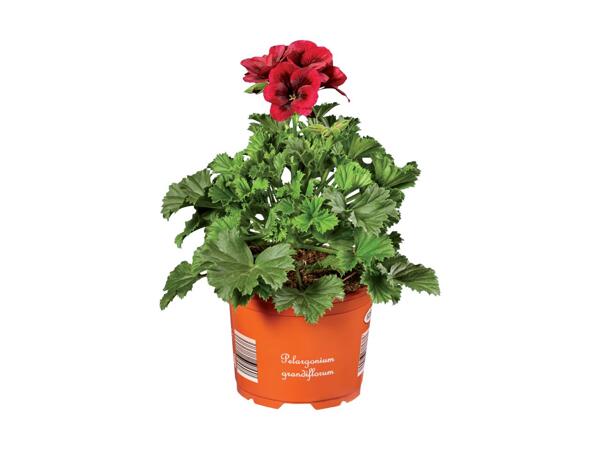 English Geranium