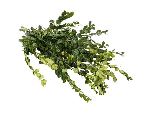 Pyntegran