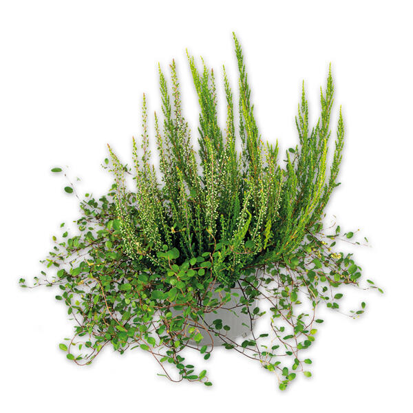 Herbsttraum Quattros