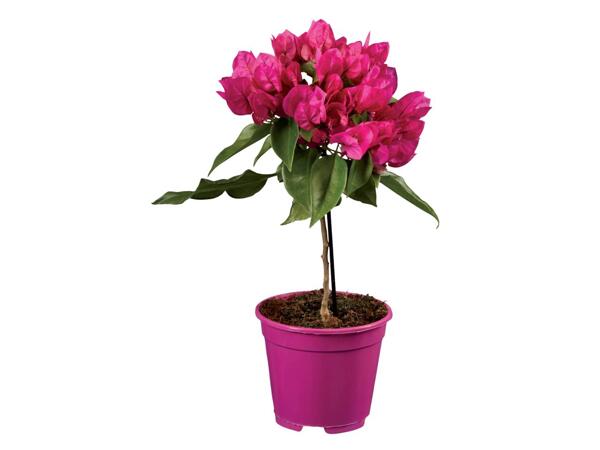 Bougainvillea