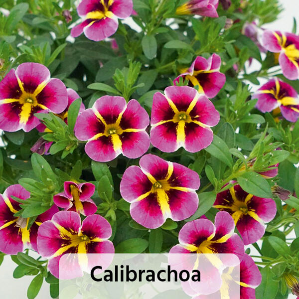 Verbene / Calibrachoa / Kaisernelke