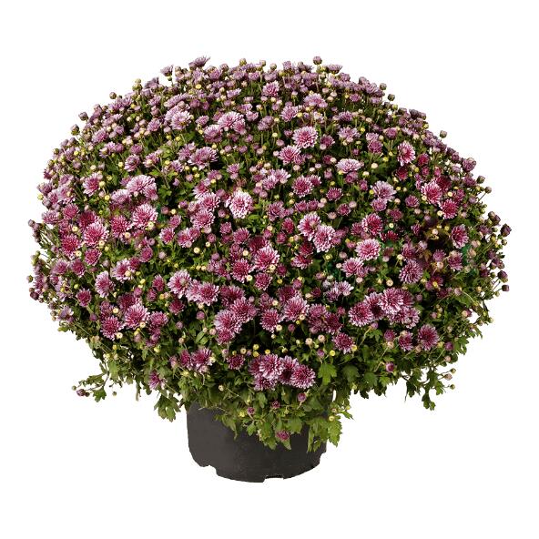 Chrysanthème