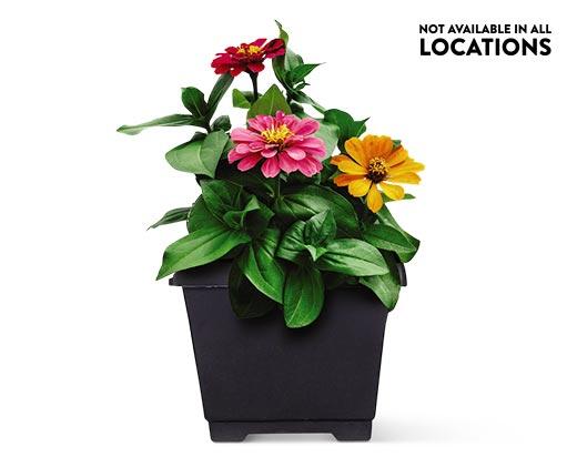 8" Patio Planter Assorted Varieties