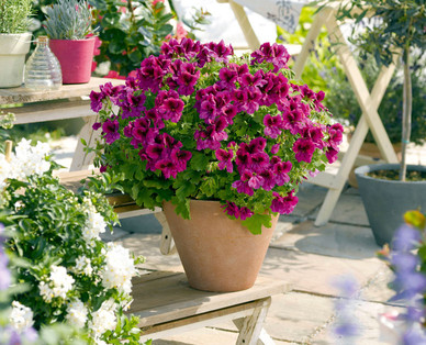 Edelpelargonie