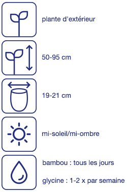 Bambou ou glycine