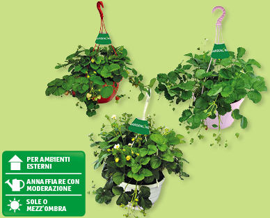 Vaso sospeso con fragole GARDENLINE(R)