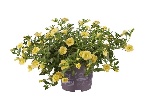 Dobbeltblomstrende minipetunia