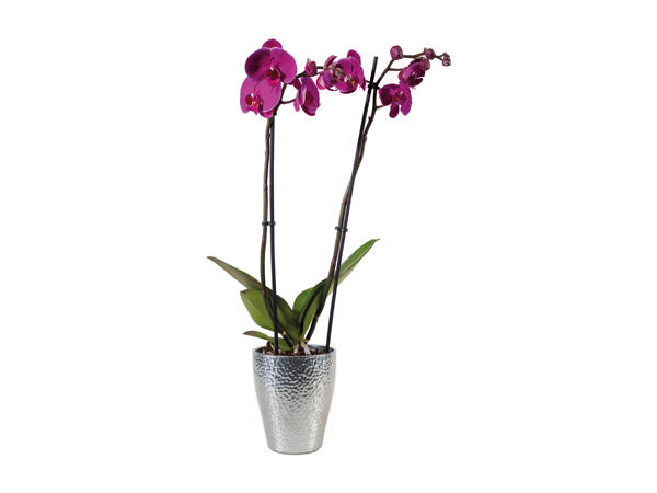 Phalaenopsis, 2 stems