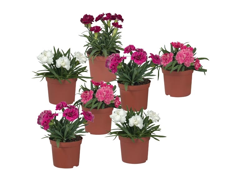 Œillets (Dianthus) (dès 30.6.)