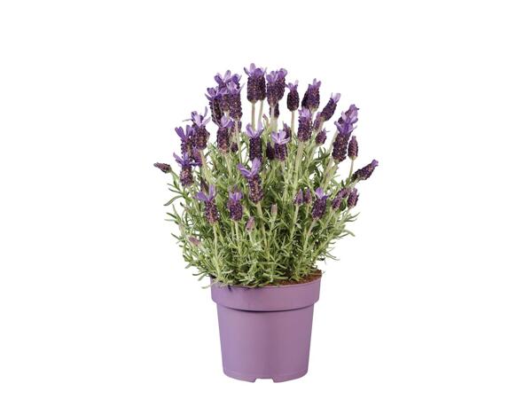 French Lavender