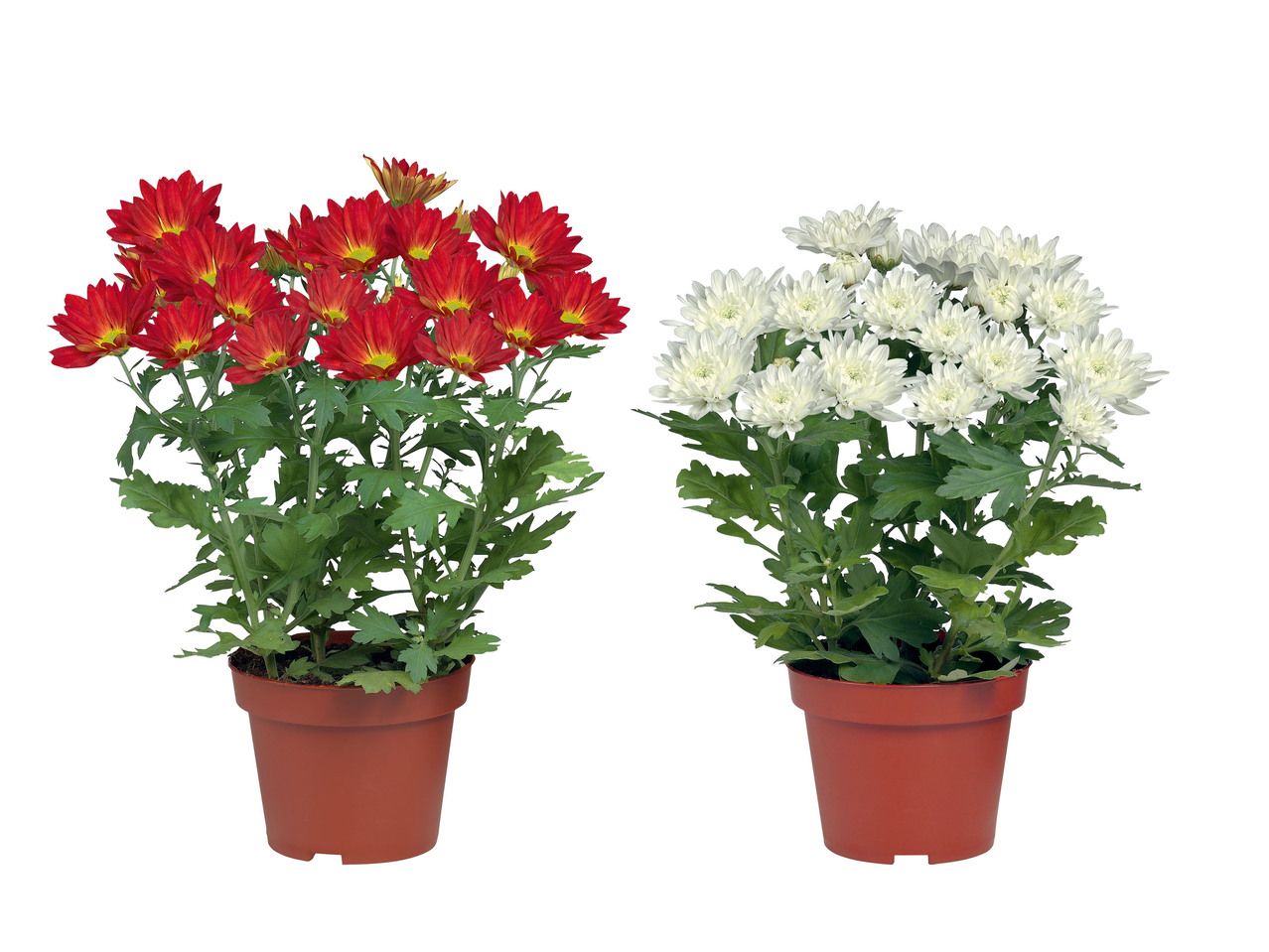 KRYSANTEMUM