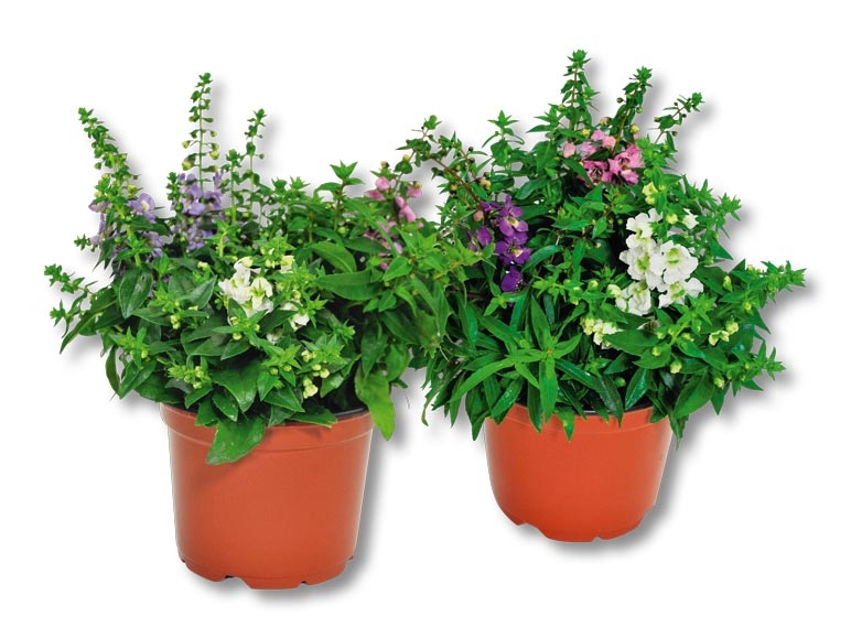 Angelonia Carnaval (dès 25.8.)