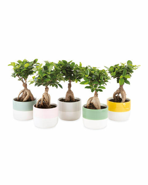 Bonsai Tree In Ceramic Pot