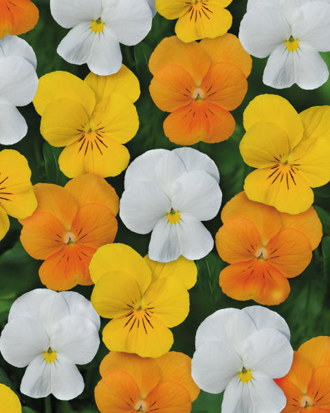 Autumn Bedding 10 Pack