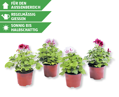 Pelargonium grandiflorum