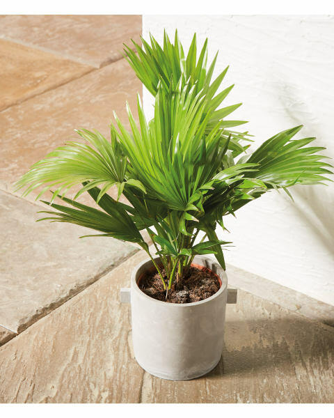 Comteporary House Plant