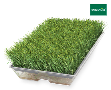 SEED SPROUTER OR MICROGREENS KIT