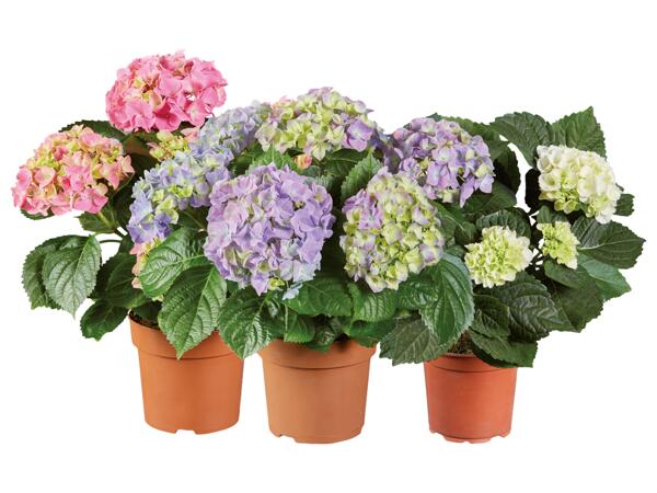 Hortensia