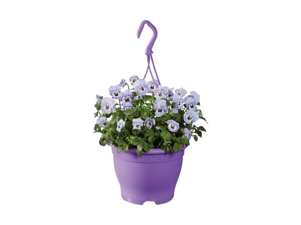 Ampel med hornviol
