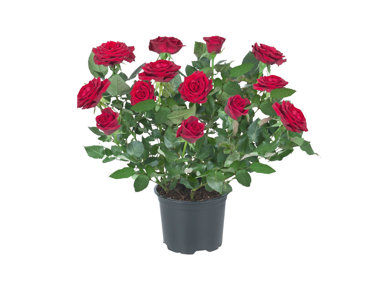 Rose en pot