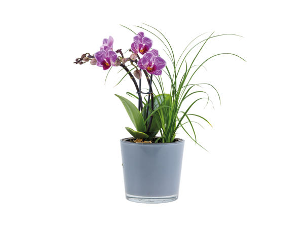 Orchid in Glass Pot