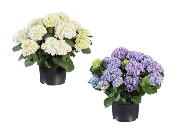Hortensia