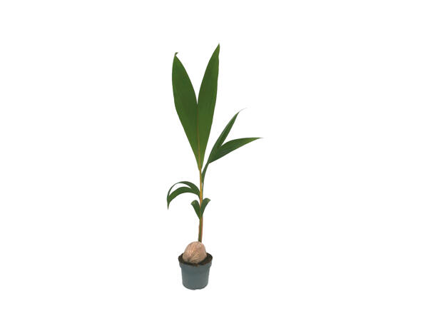 Kokospalme
