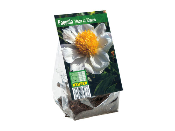 Peony Bulbs