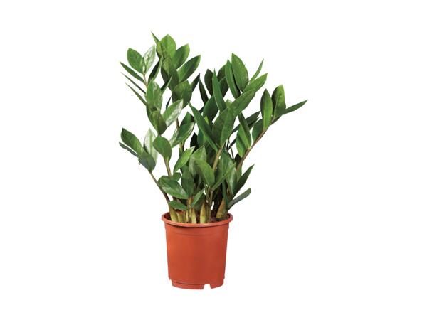 Garderobsblomma