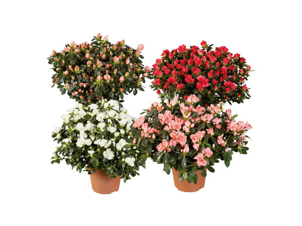 Azalea