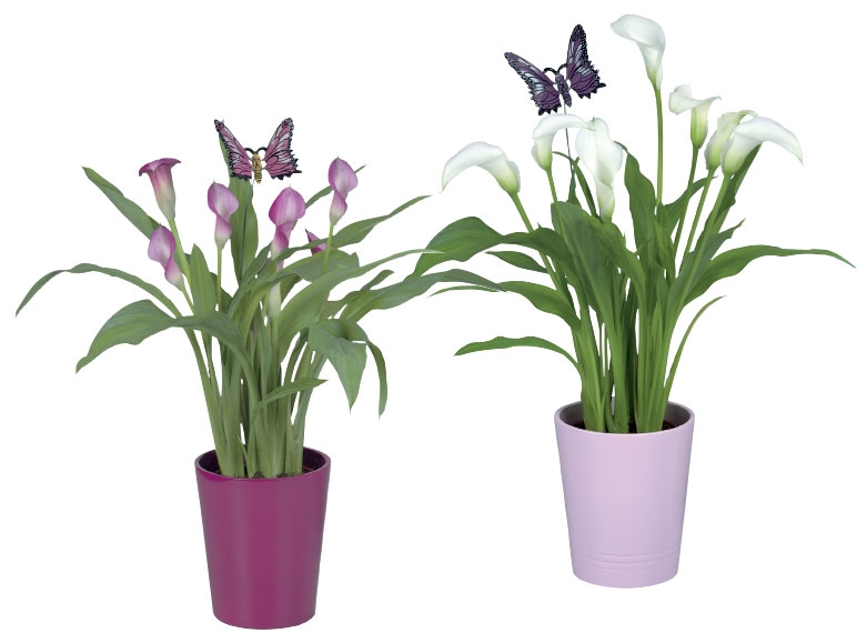 Calla Lily in Ceramic Pot