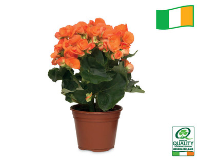 Irish Begonia